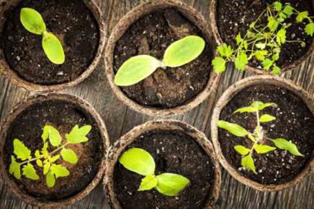 Starting Seed Indoors: Preventing Seed Fungus Problems Image